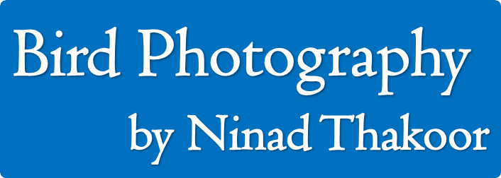 Bird Photography by Ninad Thakoor